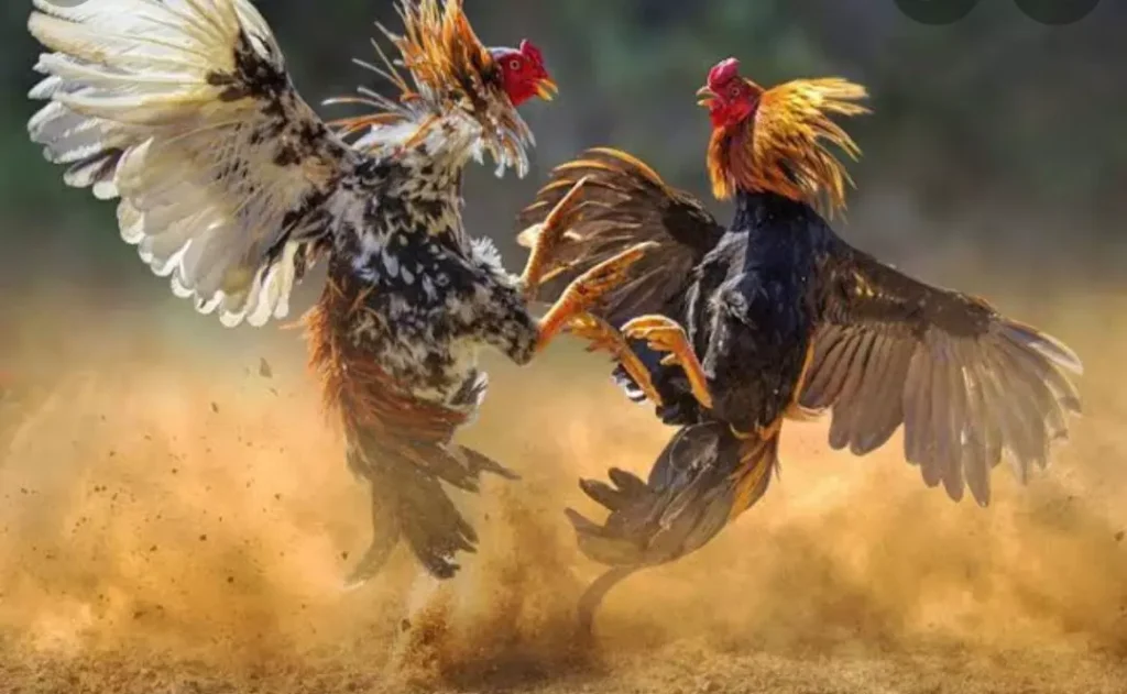 1870107-cock