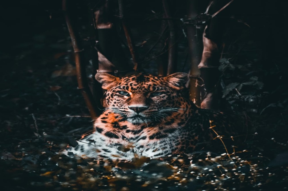 cheetah