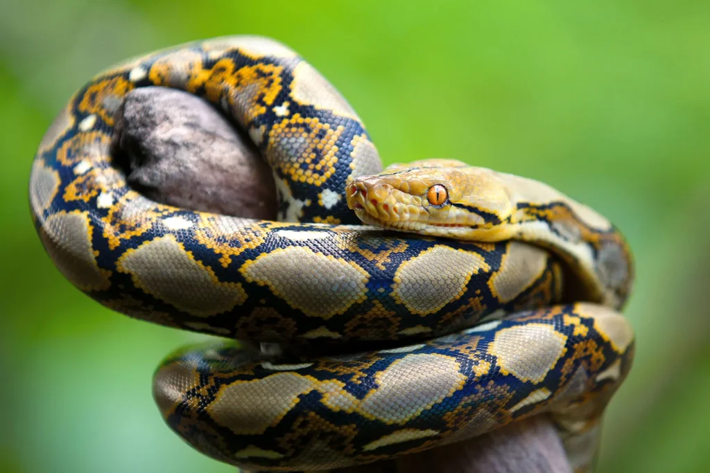 reticulated-python-Malayopython-reticulatus